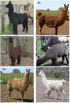 TYR Gene in Llamas: Polymorphisms and Expression Study in Different Color Phenotypes